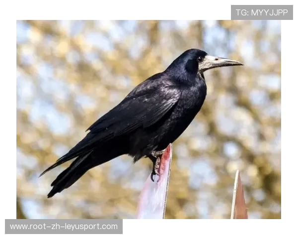乌鸦赢球方式老练，经验就是差距，乌鸦玩法